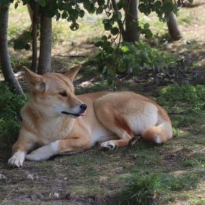 Dingo - 12 September 2020