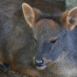 Southern Pudu - 12 September 2020