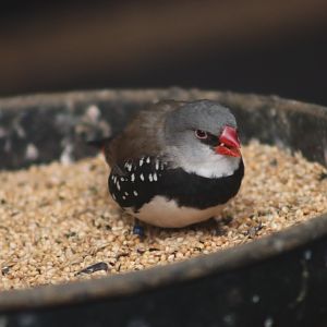 Diamond Firetail - 12 September 2020
