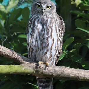 Barking Owl - 12 September 2020