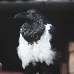 Pied Crow - 12 September 2020