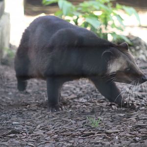 Sumatran White-bearded Civet - 12 September 2020