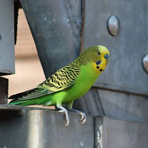 Budgerigar - 12 September 2020