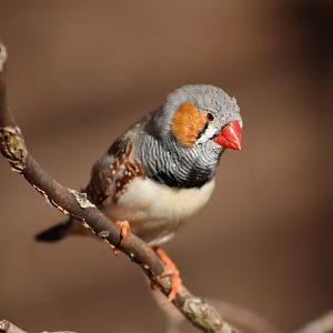 Zebra Finch - 12 September 2020