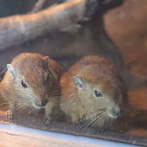 Fat Sand Rats- 12 September 2020