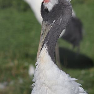 Red-crowned Crane - 12 September 2020