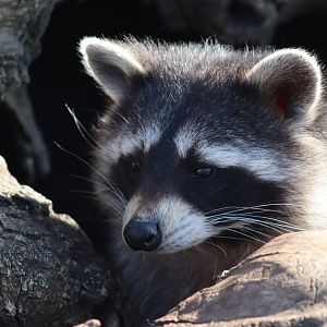 Raccoon - 12 September 2020