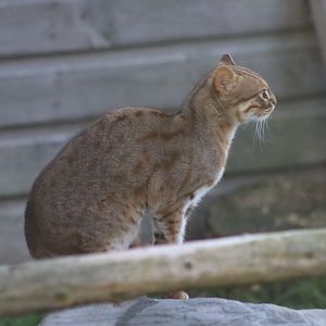 Sri Lankan Rusty-spotted Cat- 12 September 2020