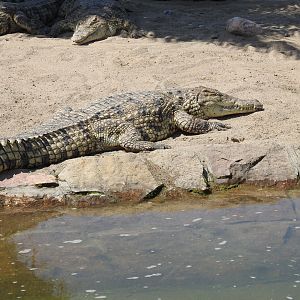 Nile crocodile