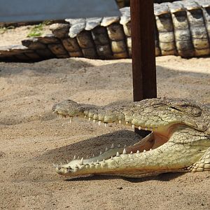 Nile crocodile