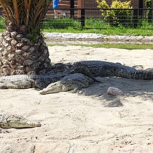 Nile crocodiles