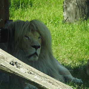 Sahim male of white lion the main star of this zoo