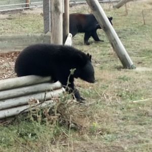 Asiatic Black Bear Cub 24/09/20