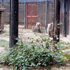European Brown Bear Cubs