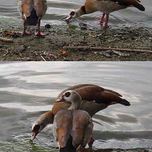 Feral  Egyptian geese (Alopochen aegyptiaca), 2020-09-02