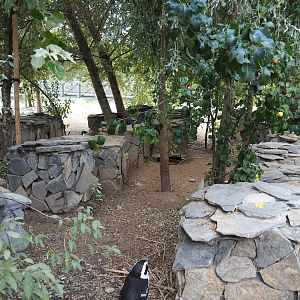 African penguin nesting area, 2020-09-02