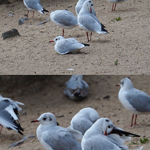Wild Black-headed gulls (Chroicocephalus ridibundus), 2020-09-02