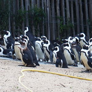New African penguin group (Spheniscus demersus), 2020-09-02
