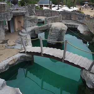 Cape fur seal exhibit, 2020-09-03