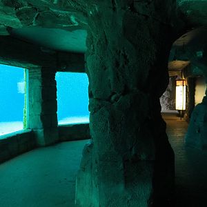 Underwater viewing area Cape fur seals, 2020-09-03