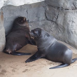 Cape fur seals (Arctocephalus pusillus pusillus), 2020-09-03