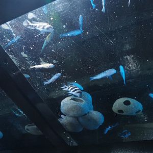 Fish tank with African cichlids above men's restroom, 2020-09-03