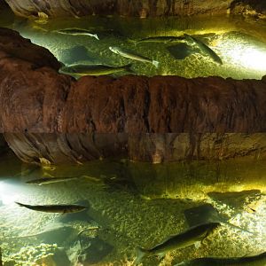 European seabass and Thornbay ray tank, 2020-09-03