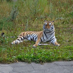 Siberian tiger in Kolmården