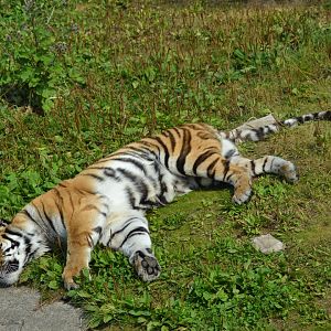 Siberian tiger in Kolmården