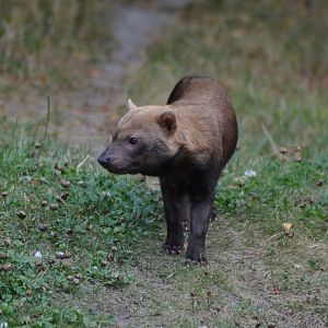 Bush dog in Kolmården