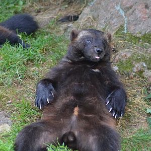 Wolverine in Kolmården