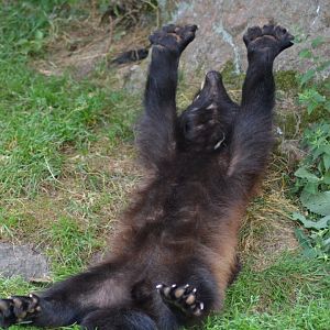 Wolverine in Kolmården