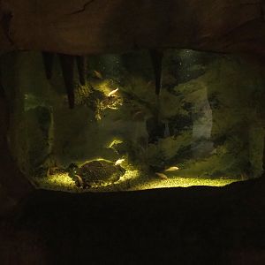 Blind cave tetra tank, 2020-09-03