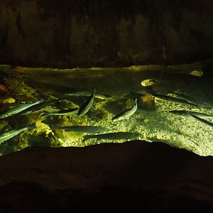 North Sea tank with mullet and seabass, 2020-09-03