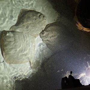 Turbots (Scophthalmus maximus), 2020-09-03