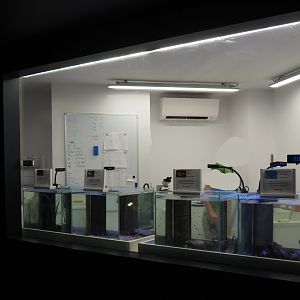 New marine nursery - Juvenile fish tanks, 2020-09-03