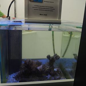Juvenile Banggai cardinalfish tank, 2020-09-03