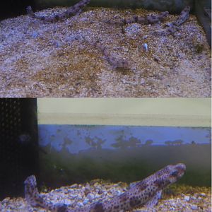 Juvenile Small-spotted catsharks (Scyliorhinus canicula), 2020-09-03