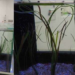 Juvenile Broadnosed pipefish tank, 2020-09-03