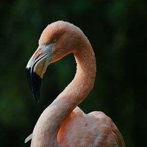 Chilean Flamingo - September 2020