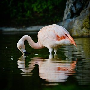 Chilean Flamingo - September 2020