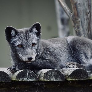 Arctic Fox - September 2020