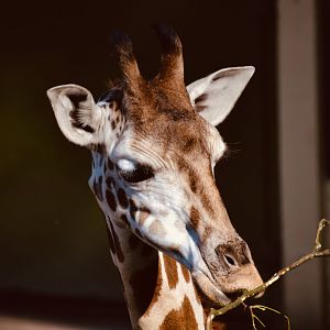 Giraffe - September 2020