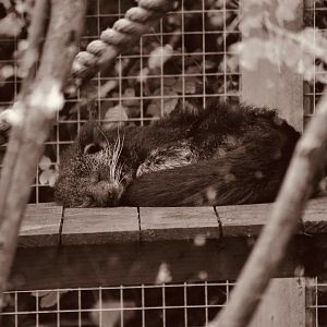 Binturong - September 2020