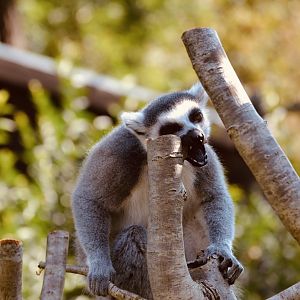 Ring Tail Lemur - September 2020