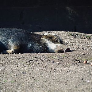 White Lipped Peccary - September 2020