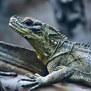 Philippine Sailfin Lizard - September 2020