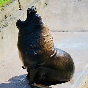 Patagonian Sealion - September 2020