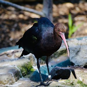 Puna Ibis - September 2020