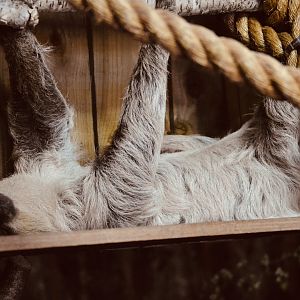 Linne's Two Toed Sloth - September 2020